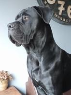 Cane corso ter dekking Getest HDA/ED0/DSRA VRIJ, Reu, Parvo, Eén hond, 3 tot 5 jaar