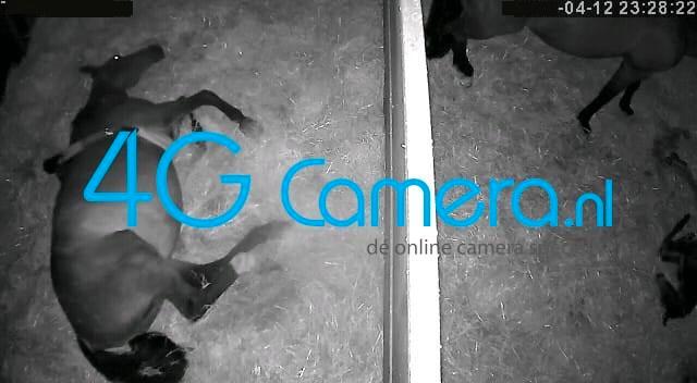 Stalcamera - geen WiFi, geen probleem - 4GCamera, Dieren en Toebehoren, Paarden en Pony's | Overige Paardenspullen, Nieuw, Overige soorten