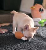 😍 nog 1 Super lieve, x fluffy franse bulldog pup teefje 😍, Parvo, 8 tot 15 weken, Teef, Bulldog