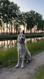 Zwitserse witte herder, Dieren en Toebehoren, Honden | Herdershonden en Veedrijvers, Reu, 1 tot 2 jaar, Eén hond, Herder