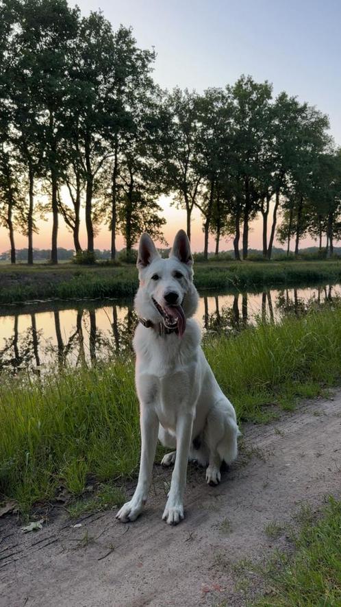 Zwitserse witte herder, Dieren en Toebehoren, Honden | Herdershonden en Veedrijvers, Reu, Herder, Particulier, Eén hond, Nederland