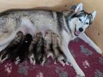 Pup  Husky x Alaskan Malamute, CDV (hondenziekte), 8 tot 15 weken, Poolhond, Meerdere