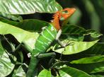 Calotes calotes koppel, Dieren en Toebehoren, Reptielen en Amfibieën, 0 tot 2 jaar