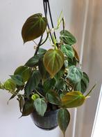 philodendron micans, Huis en Inrichting, Kamerplanten, Overige soorten, Minder dan 100 cm, Ophalen of Verzenden, Halfschaduw