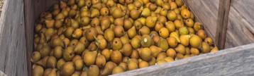 Gieser Wildeman stoofperen 5 kilo 2 euro beschikbaar voor biedingen