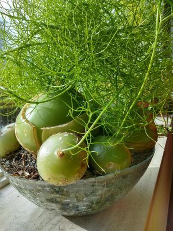 Bijzonder bolgewas BOWIEA Volubilis. Echt apart 14 - 15 cm ! beschikbaar voor biedingen