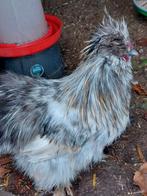 Usa zijdehoen haan gratis., Mannelijk, Kip