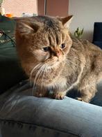 Te koop britse korthaar, Poes