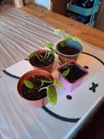 pannenkoekplant stekjes te koop, Huis en Inrichting, Kamerplanten, Ophalen, Overige soorten, Halfschaduw, Minder dan 100 cm