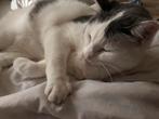 Katten, Dieren en Toebehoren, Katten en Kittens | Raskatten | Korthaar, Gechipt