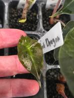 Alocasia Pink Dragon, Huis en Inrichting, Kamerplanten, Ophalen, Overige soorten, Minder dan 100 cm