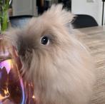 Liefffff Teddydwerg konijntje, Dieren en Toebehoren, Konijnen, Mannelijk, Dwerg