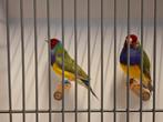 Gouldamadines pastel split blauw, Meerdere dieren, Tropenvogel, Geringd