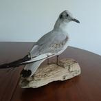 Opgezette meeuw, Verzamelen, Dierenverzamelingen, Ophalen of Verzenden, Nieuw, Vogel, Opgezet dier