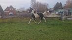 Leuke bonte 2 jarige hengst, Hengst, 0 tot 2 jaar