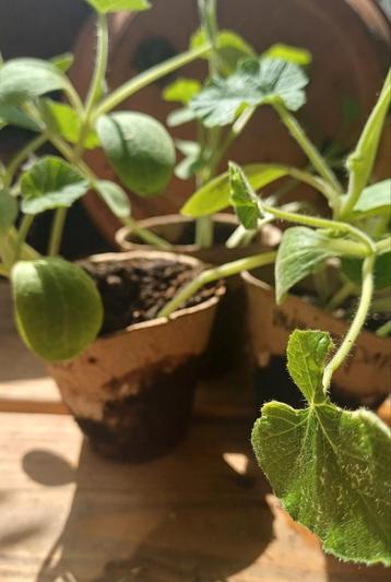 Biologische mini pompoen Mini Spark plant beschikbaar voor biedingen