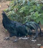 Ayam Cenami haan, Dieren en Toebehoren, Pluimvee, Mannelijk, Kip