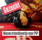 GEZOCHT! Jong vrouwtjes cavia, Dieren en Toebehoren, September, Vrouwelijk, Cavia