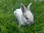 Sallander konijntjes te koop., Dieren en Toebehoren, Konijnen, Meerdere dieren, 0 tot 2 jaar