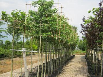 Bomen in pot. Leibomen, dakbomen, bolbomen, zuilbomen, etc.