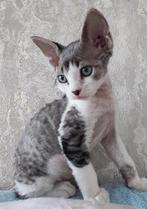 Devon Rex kittens, Dieren en Toebehoren, Meerdere dieren, Gechipt, 0 tot 2 jaar
