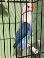 Mooie baby Agapornis Fischerie, Meerdere dieren, Dwergpapegaai of Agapornis, Tam