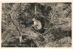 Holten Eekhoorn in de Natuur., Verzamelen, Ansichtkaarten | Nederland, 1940 tot 1960, Gelopen, Ophalen of Verzenden, Overijssel