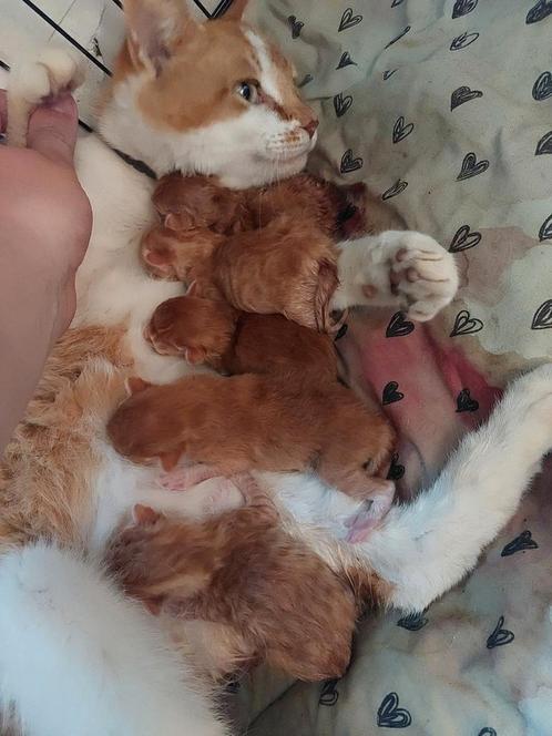 Jonge kittens, Dieren en Toebehoren, Katten en Kittens | Overige Katten, Meerdere dieren