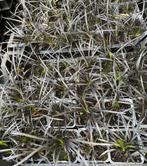 Ophiopogon planiscapus 'Niger' zwart Slangenbaard, Tuin en Terras, Planten | Tuinplanten, Ophalen, Volle zon, Vaste plant, Siergrassen