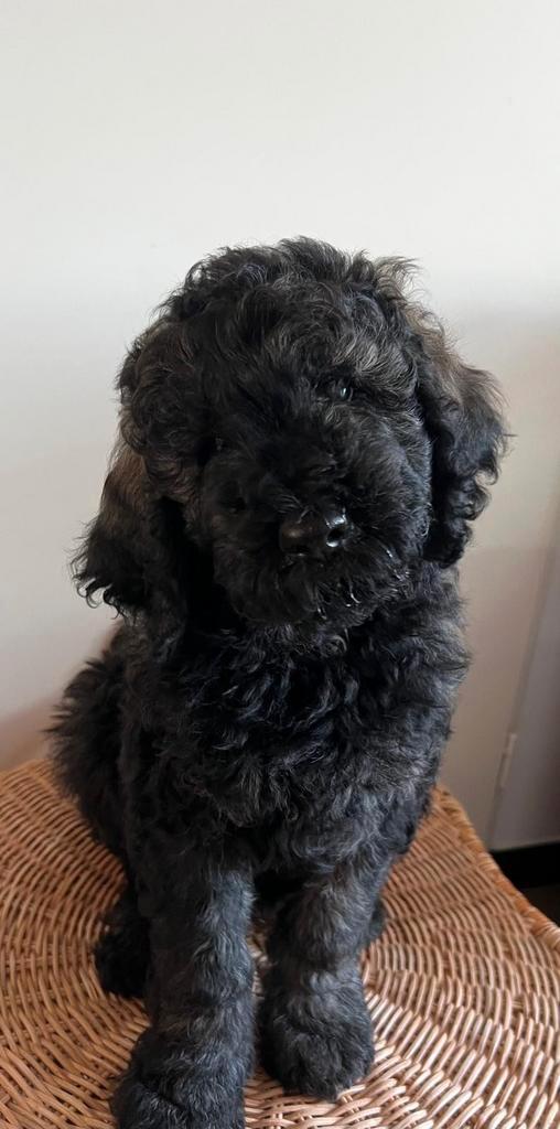 Labradoodle x Konings Poodle, Dieren en Toebehoren, Honden | Niet-rashonden, Groot, Meerdere dieren, Particulier, Meerdere, Nederland