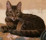 Kat vermist in Tholen sinds 3 oktober 2025 ., Dieren en Toebehoren, Katten en Kittens | Overige Katten, Kater, Kortharig, 6 jaar of ouder