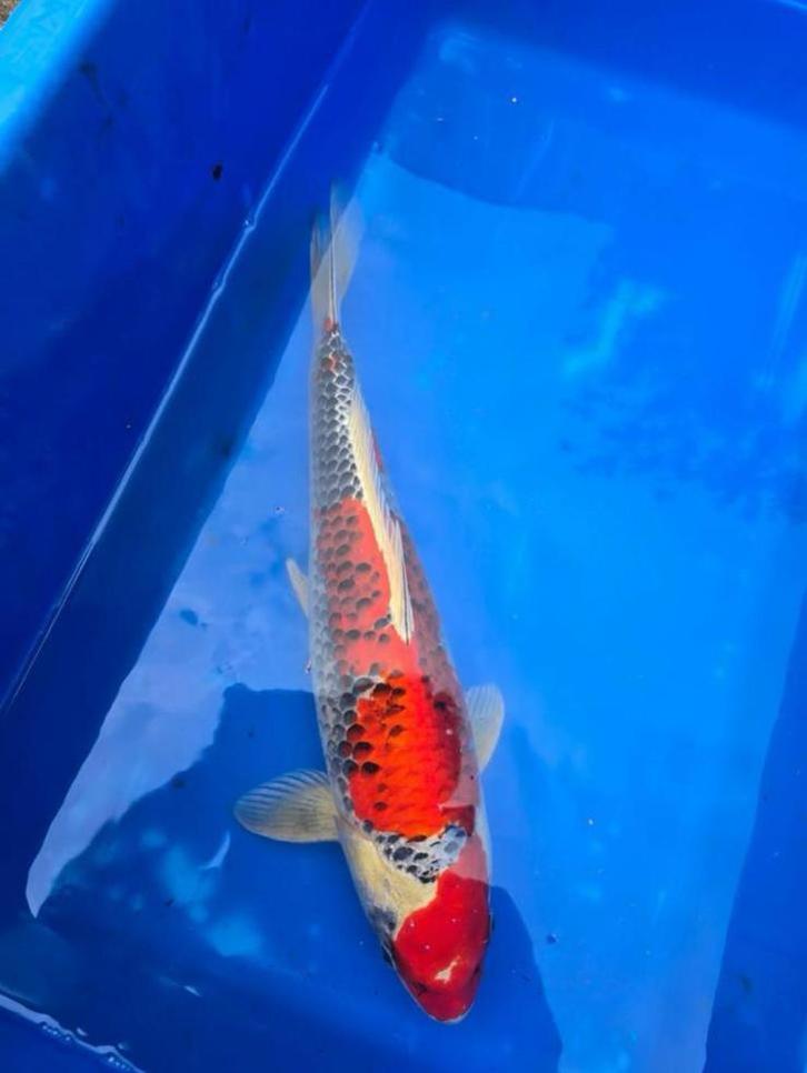 Japanse Koi Kujaku, Dieren en Toebehoren, Vissen | Vijvervissen