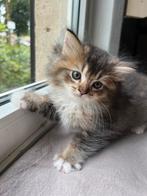 4 prachtige Ragdoll x British Longhair Golden kittens, Dieren en Toebehoren, Meerdere dieren