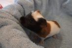 Cavia Zeugje 3 Kleur, Dieren en Toebehoren, Augustus, Vrouwelijk, Cavia