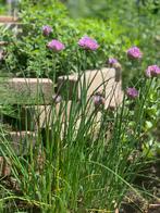 Zaden Bieslook, Tuin en Terras, Bloembollen en Zaden, Ophalen of Verzenden, Zaad