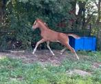 Fijn hengst veulen van One Million, Dieren en Toebehoren, Paarden, Hengst, 0 tot 2 jaar