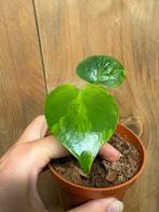 Monstera deliciosa aurea yellow mint variegata plant, Huis en Inrichting, Kamerplanten, Ophalen of Verzenden