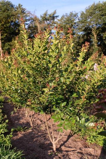 Lagerstroemia indica/ Indische sering meerstammig beschikbaar voor biedingen