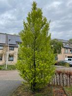 Boom beuk, Tuin en Terras, Planten | Bomen, Bloeit niet, Zuilboom, 400 cm of meer, Ophalen