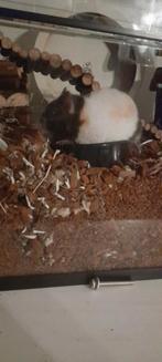 Opzoek naar een hamsterhok 100 × 40 × 50 of groter, Dieren en Toebehoren, Knaagdieren, September