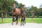 4 jarige Total hope merrie met hengstveulen van Secret usb, Dieren en Toebehoren, Paarden, Hengst, Dressuurpaard, Gechipt, 0 tot 2 jaar