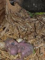 Roodbuik baby papegaai, Dieren en Toebehoren, Vogels | Parkieten en Papegaaien, Mannelijk, Papegaai
