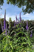 Bio zaden Lange ereprijs - Veronica longifolia | Inheems, Verzenden, Voorjaar, Volle zon, Zaad