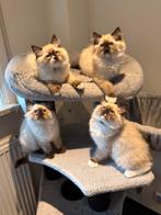 Prachtige Ragdoll kittens  Seal point color, Dieren en Toebehoren, Katten en Kittens | Raskatten | Langhaar, Meerdere dieren, Gechipt