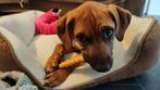 Energieke, blije dame zoekt gouden mandje, 15 weken tot 1 jaar, CDV (hondenziekte), Teef, Eén hond