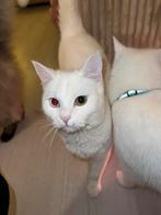 Kittens Perzische  x Maine goon x Amerikaanse korthaar, Dieren en Toebehoren, Meerdere dieren, 0 tot 2 jaar