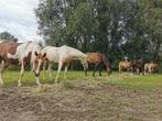 Recreatieve pensionstal Eindhoven, Dieren en Toebehoren, Stalling en Weidegang, Weidegang, 2 of 3 paarden of pony's
