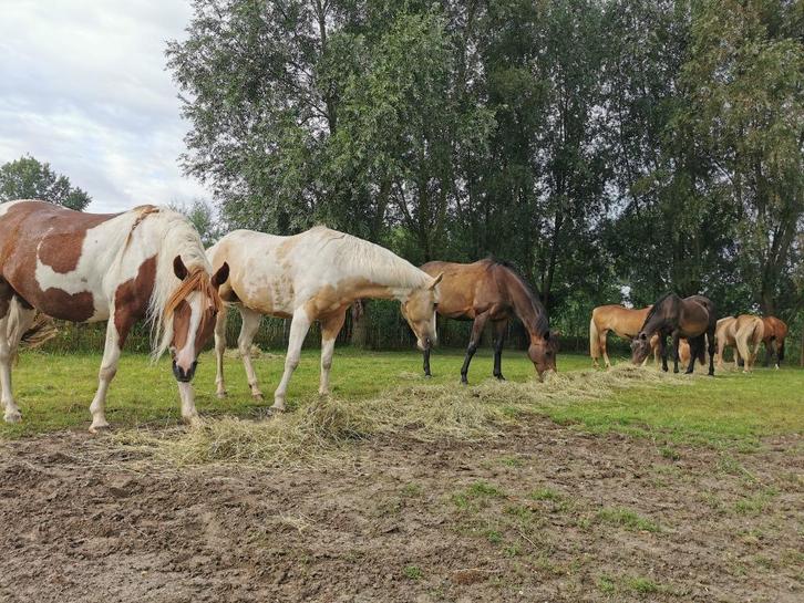 Recreatieve pensionstal Eindhoven, Dieren en Toebehoren, Stalling en Weidegang, Opfok, Stalling, Weidegang, 2 of 3 paarden of pony's