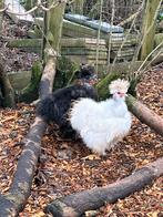 USA zijdehoen showgirl hennen + haan, Dieren en Toebehoren, Pluimvee, Meerdere dieren, Kip