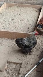 Cochin haan., Dieren en Toebehoren, Pluimvee, Mannelijk, Kip